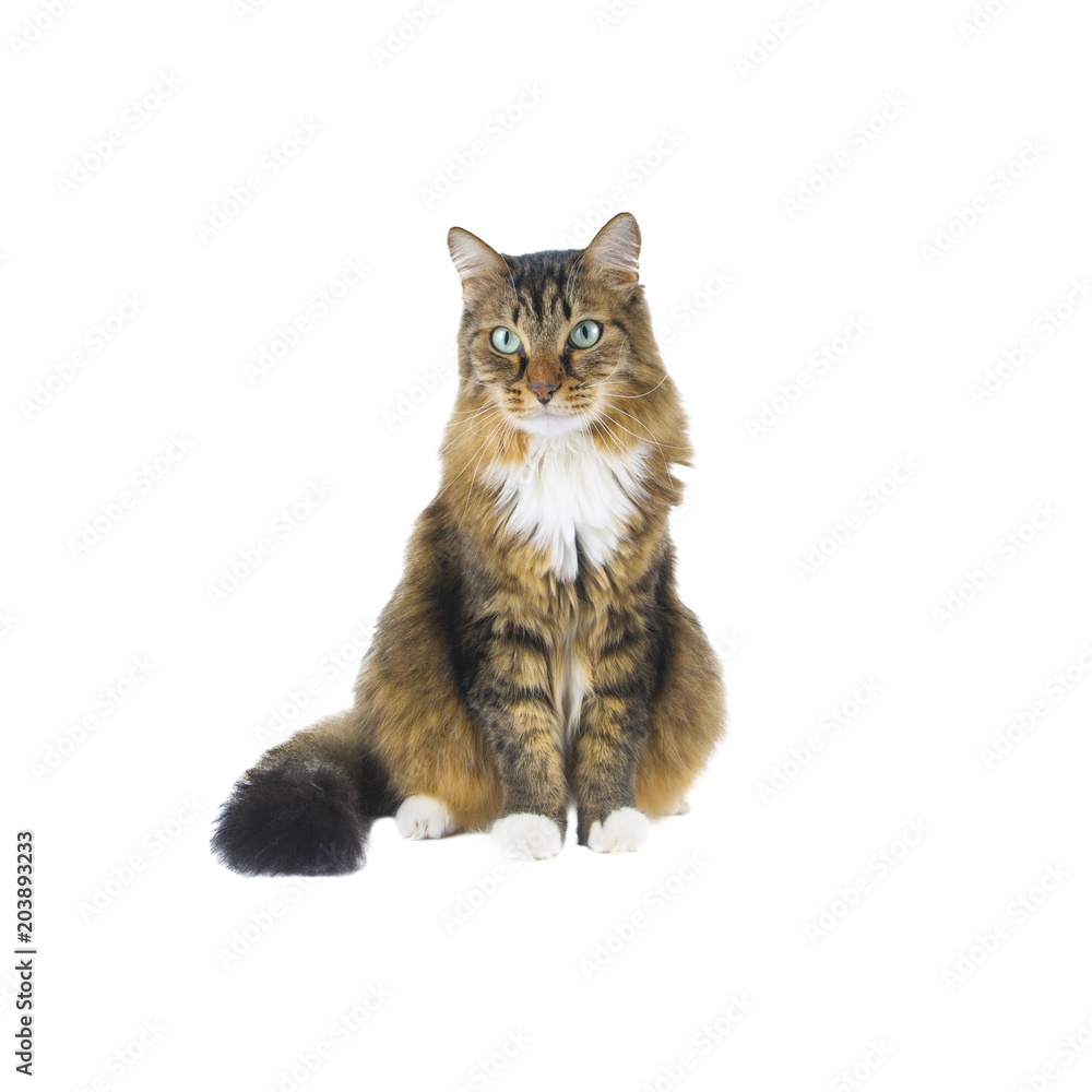 Fototapeta premium Big cat sitting on white background