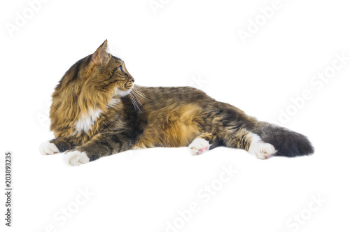 Big cat lying on white background