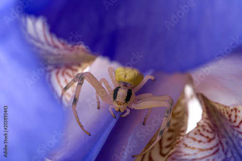 Crab spider on flower photo