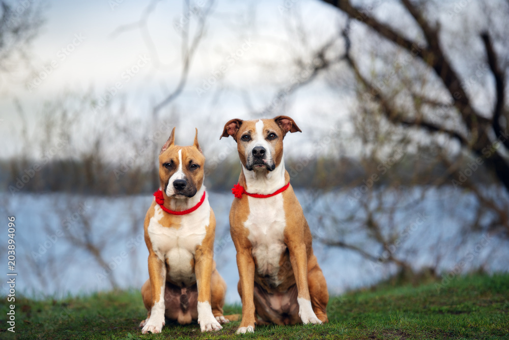 two staffordshire terrier dogs posing together outdoors - obrazy, fototapety, plakaty 