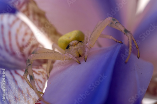 Crab spider on flower photo