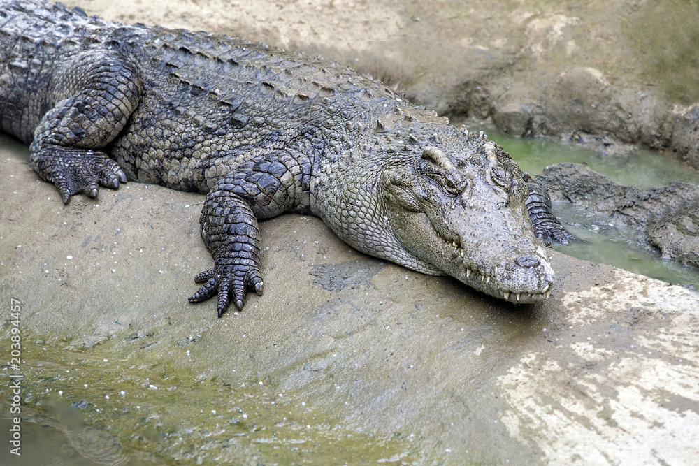 The crocodile lying on the river bank.Safari concept. The crocodile lying on the river bank.Safari concept.