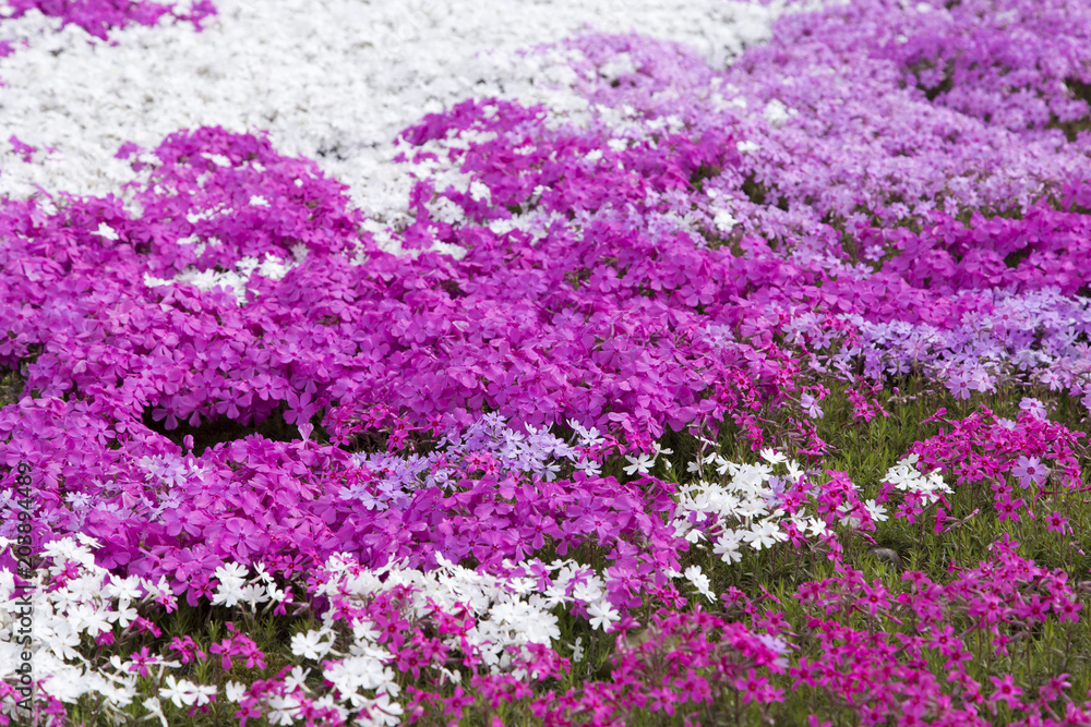 大村市松本つつじ園の芝桜 大村市松本つつじ園の芝桜