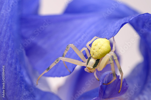 Crab spider on flower photo