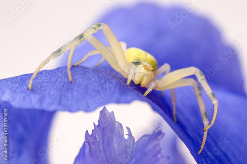 Crab spider on flower photo