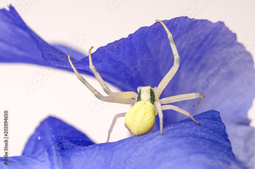 Crab spider on flower photo