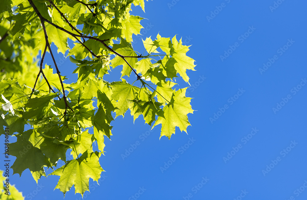 Branch of Maple Tree and blue Sky as background Branch of Maple Tree and blue Sky as background