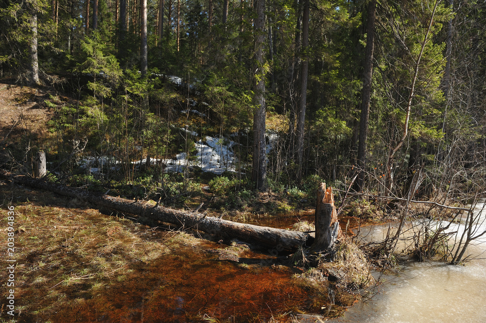 Brokenold fir tree on the shore of the forest lake Brokenold fir tree on the shore of the forest lake