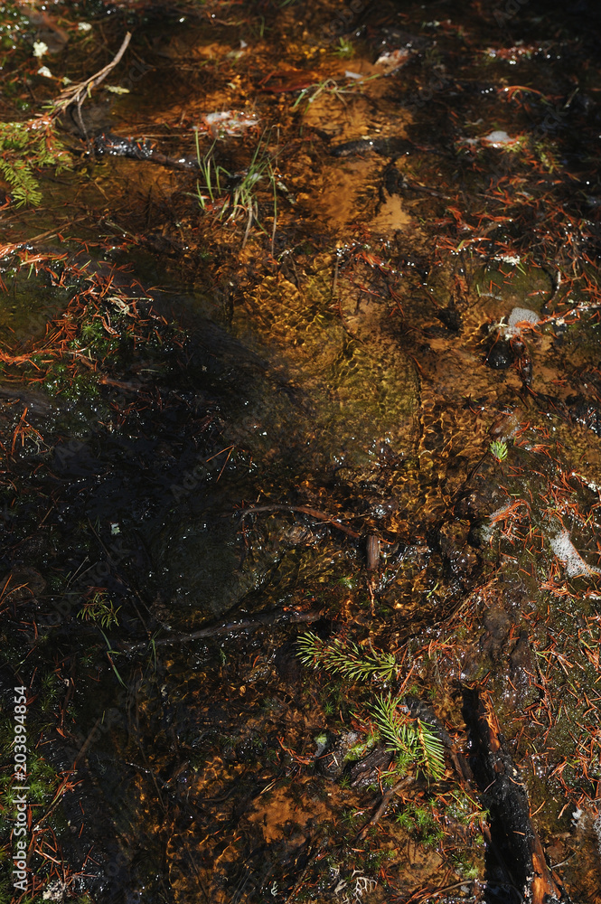 Melt water streams in coniferous forest Melt water streams in coniferous forest
