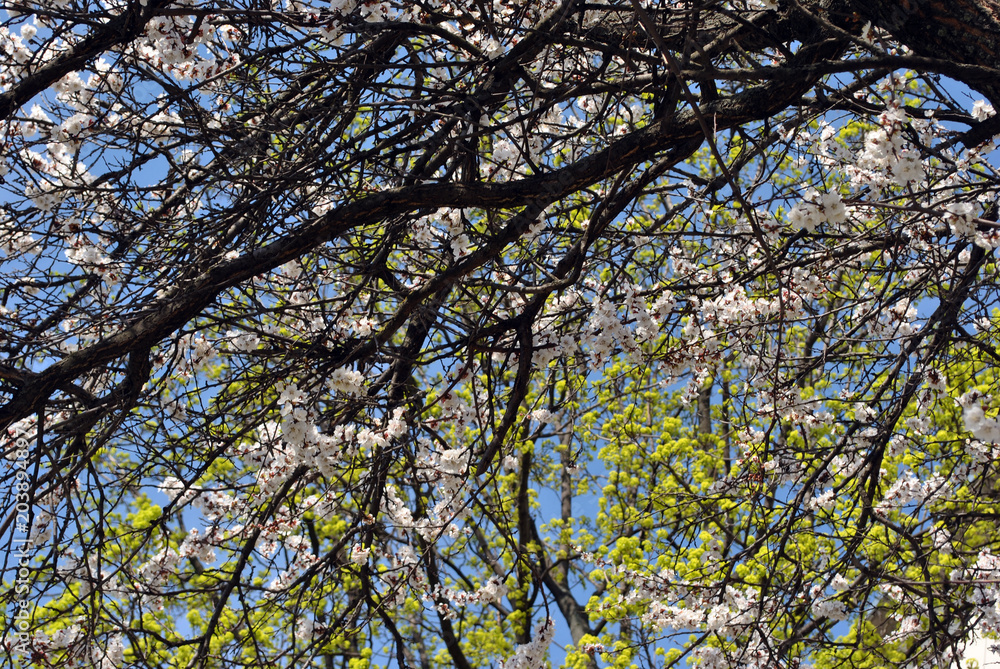 Apricot tree blossom on silver maple tree green blossom and blue spring sky background Apricot tree blossom on silver maple tree green blossom and blue spring sky background