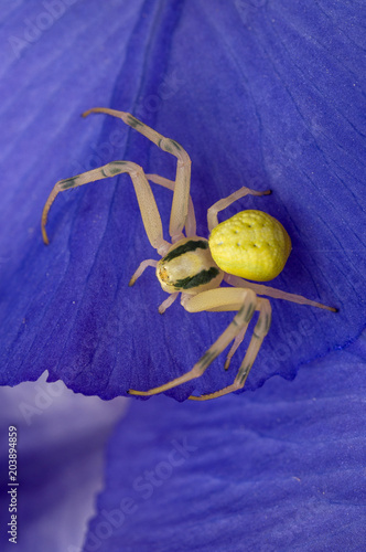 Crab spider on flower photo