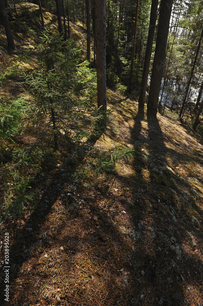 Spring in the coniferous forest Spring in the coniferous forest