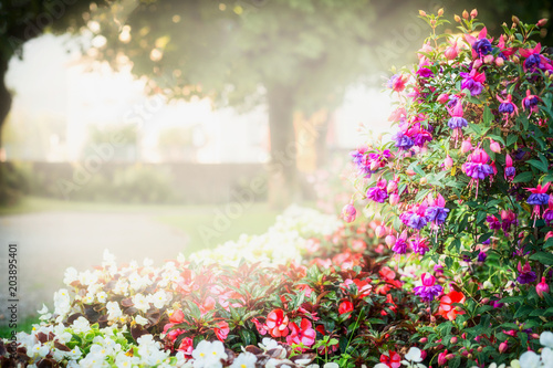 Summer garden or park landscaping with beautiful fuchsia flowers bed , outdoor nature