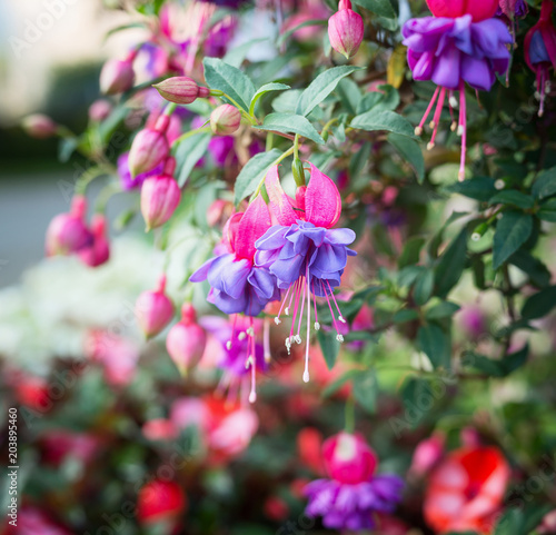 Valokuvatapetti Close up of purple fuchsia flowers, outdoor nature