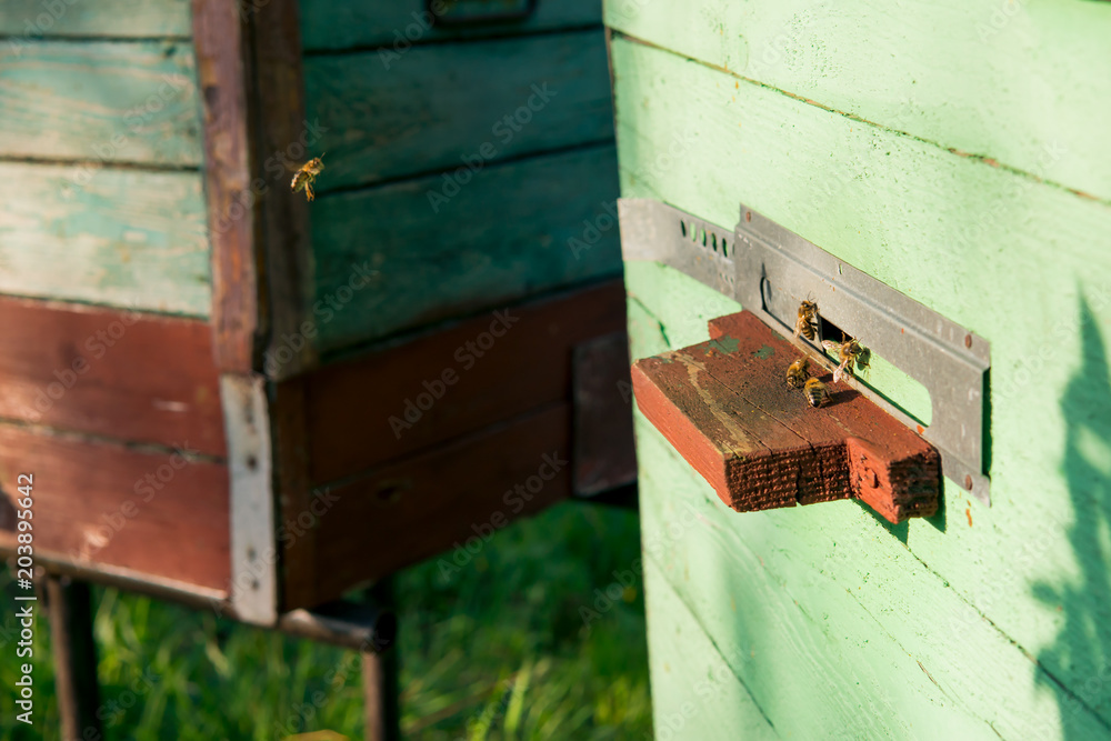 bee apiary. bee hives. old wooden beehive with bees bee apiary. bee hives. old wooden beehive with bees