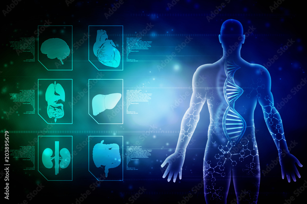 2d illustration Human Male Muscle Body 2d illustration Human Male Muscle Body