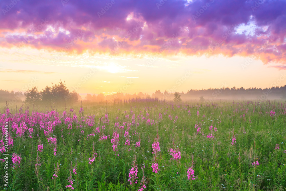 Obraz premium rural landscape with sunrise and blossoming meadow