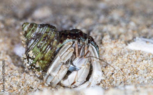 small hermit crab on the beach