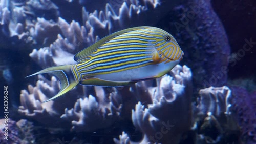 Blue banded surgeonfish (Acanthurus lineatus), also known as the zebra surgeonfish. Tropical fish in the marine aquarium. photo