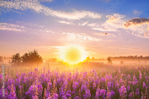 landscape with sunrise and blossoming meadow