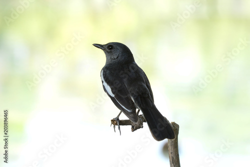 Oriental magpie robin