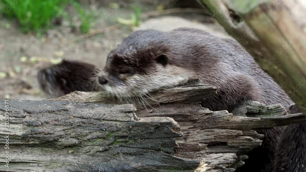Asian small clawed otters (Amblonyx cinereus) cleans fur Asian small clawed otters (Amblonyx cinereus) cleans fur