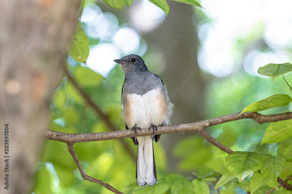 Obraz premium Oriental magpie robin