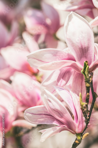 Close up of magnolia flowers