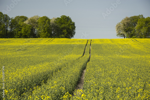 Road in a field of rape and trees on a hillock