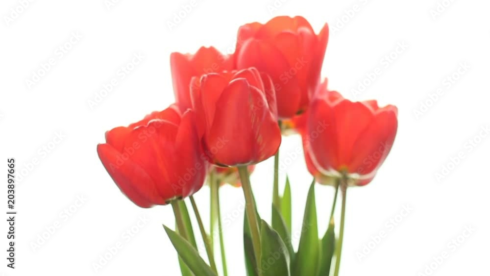 Red beautiful tulips. Close-up of a bouquet of tulips on a light background. Beautiful bouquet of Red tulips. Macro shot. Spring time, Happy Mothers Day, women's day Red beautiful tulips. Close-up of a bouquet of tulips on a light background. Beautiful bouquet of Red tulips. Macro shot. Spring time, Happy Mothers Day, women's day
