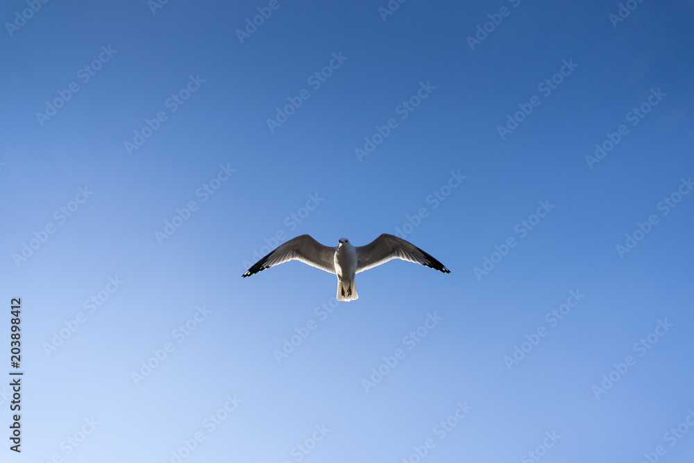 Seagull Seagull