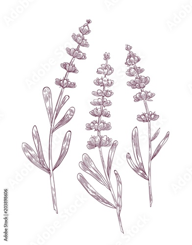 Botanical drawing of lavender flowers and leaves hand drawn with contour lines on white background