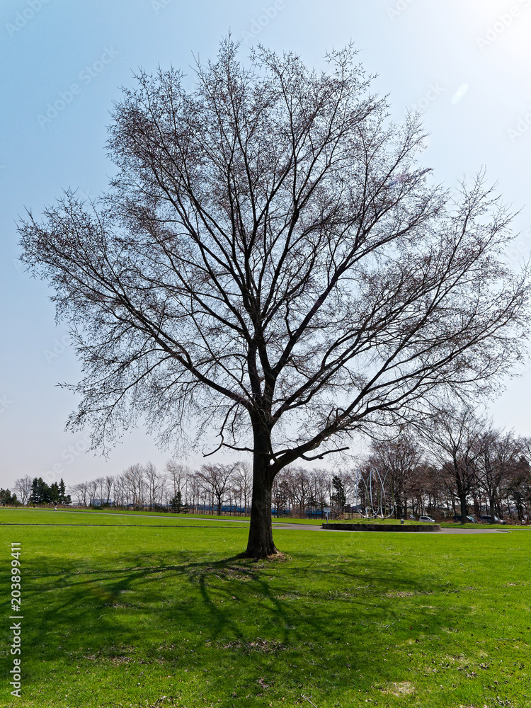 Obraz premium 初春の木