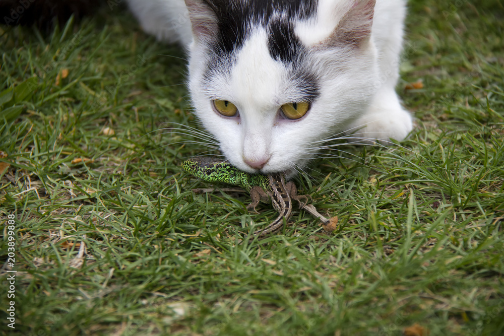 Kitten vs Sand Lizard in the garden.