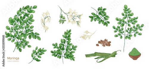 Collection of elegant detailed botanical drawings of Moringa oleifera leaves, flowers, seeds, fruits. Bundle of parts of tropical cultivated plant isolated on white background. Vector illustration. photo