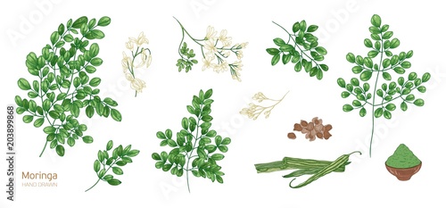 Collection of elegant detailed botanical drawings of Moringa oleifera leaves, flowers, seeds, fruits. Bundle of parts of tropical cultivated plant isolated on white background. Vector illustration.