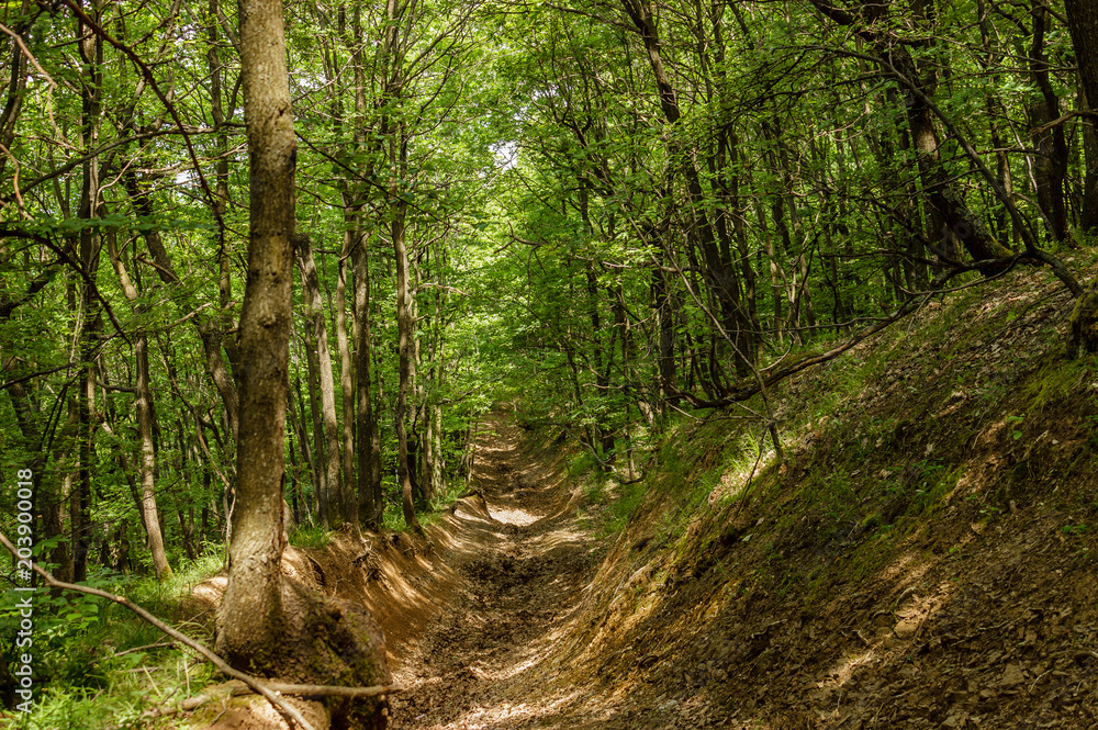Obraz premium Pathway in green forest