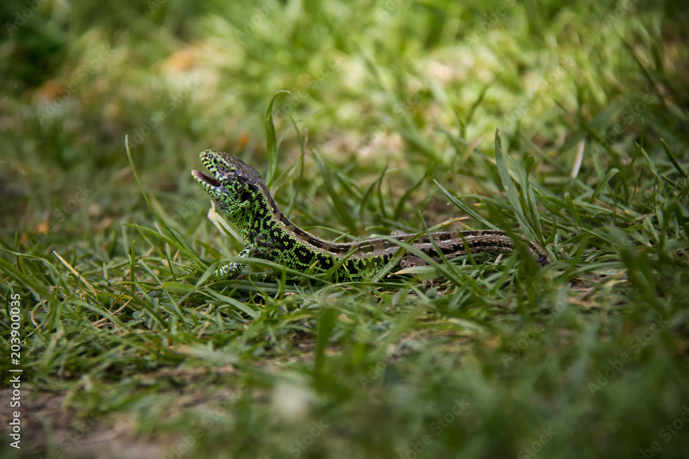 Sand Lizard in the grass. Spring, Czech Republic. Sand Lizard in the grass. Spring, Czech Republic.