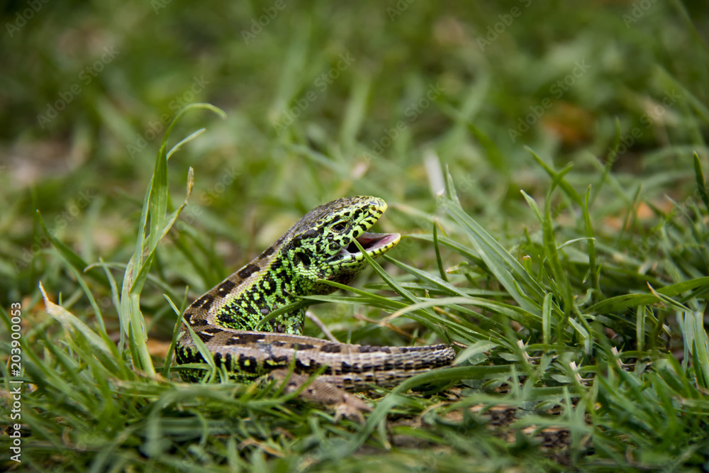 Sand Lizard in the grass. Spring, Czech Republic. Sand Lizard in the grass. Spring, Czech Republic.