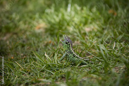 Obraz na plátně Sand Lizard in the grass. Spring, Czech Republic.