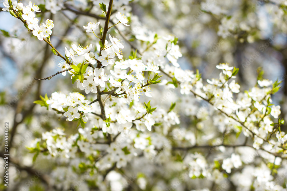 Branch of fresh blooming cherry tree. Spring flowers background. 