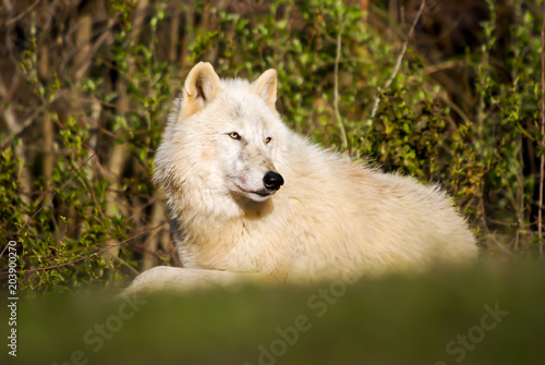 Relaxing wolf