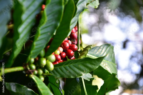 Javanese coffee fruit 