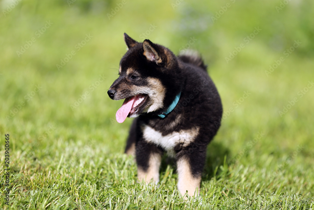 Shiba inu pup sunbathing in the summer garden Shiba inu pup sunbathing in the summer garden