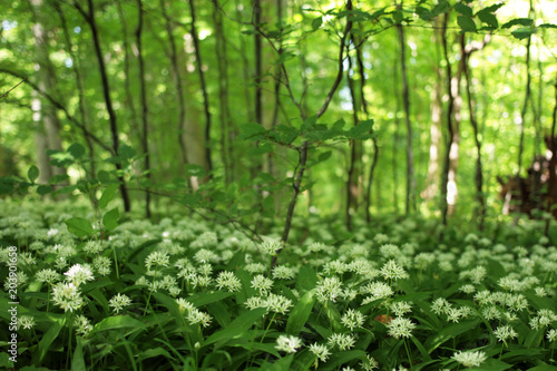 Blühender Bärlauchteppich im Wald