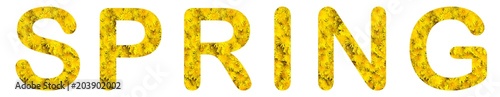 Flower word "SPRING" made of alive flowers dandelions