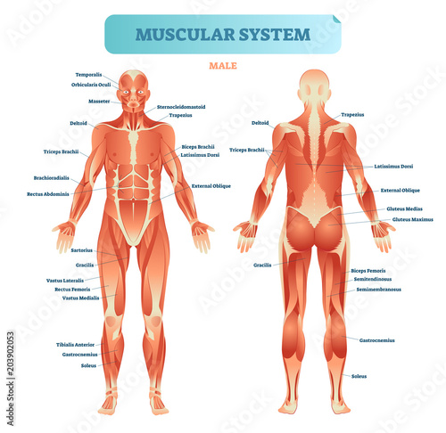 Obraz na płótnie Male muscular system, full anatomical body diagram with muscle scheme, vector illustration educational poster
