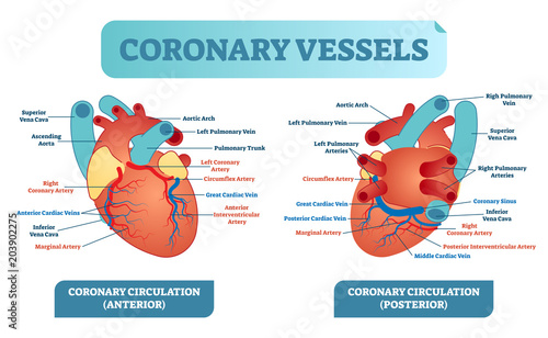 Coronary vessels anatomical health care vector illustration labeled diagram. Heart blood flow system with blood vessel scheme.