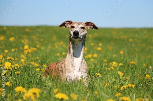 beautiful brindle whippet is lying on a field with dandelions © Bianca