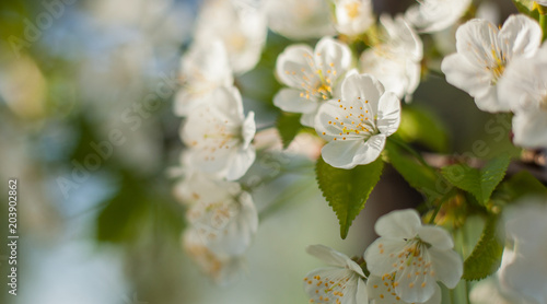 Blossoming cherry blossoms with green leaves on a tree branch in the park